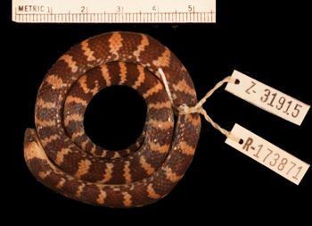 Media type: image;   Herpetology R-173871